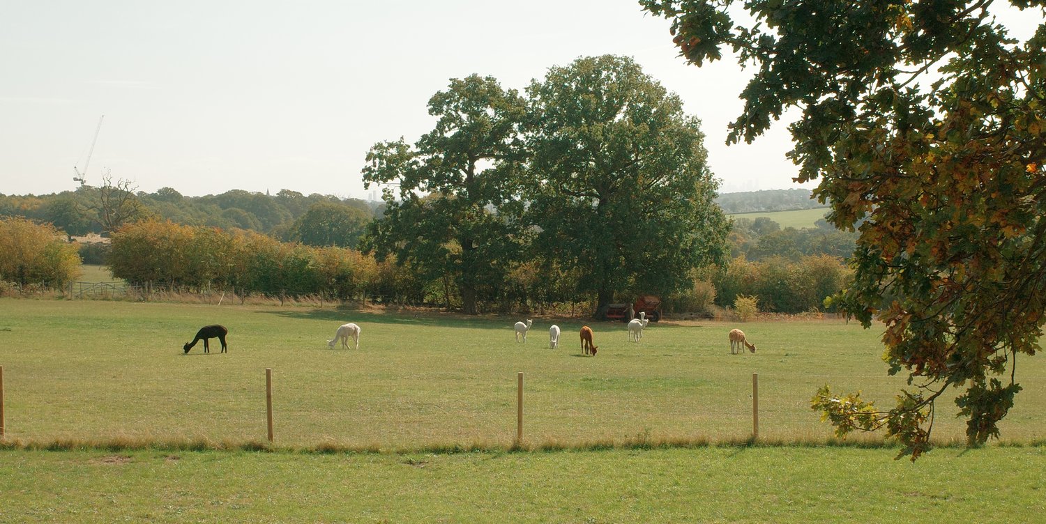 Field of llamas