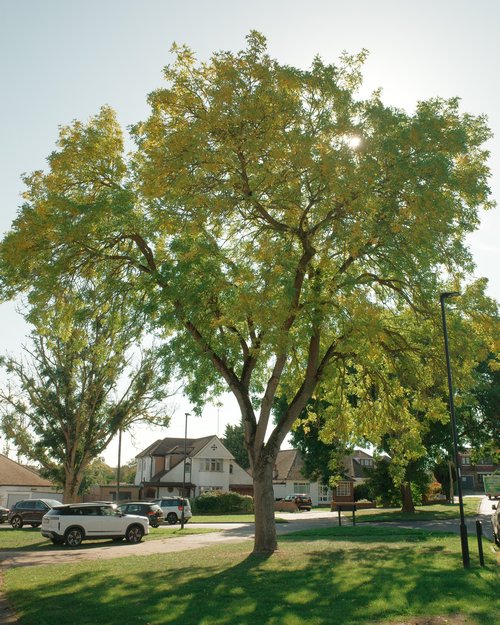 Tree in residential area
